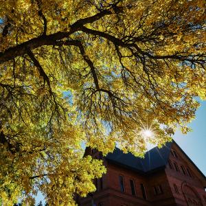 An upward view of a cottonwood tree with yellow leaves and Montana Hall on the bottom right with sun flare.