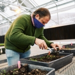 A man in a blue face mask and green sweater works on a planter box inside a greenhouse.