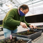 A man in a blue face mask and green sweater works on a planter box inside a greenhouse.