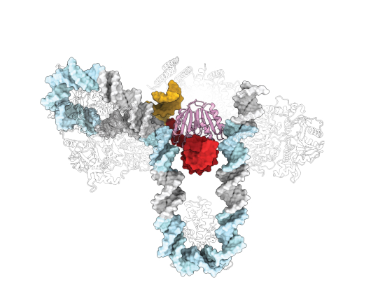 CRISPR DNA bending | Image Credit: Andrew Santiago-Frangos