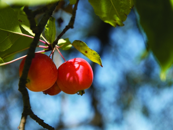 Crab apples hang from a tree in Fromberg, Montana