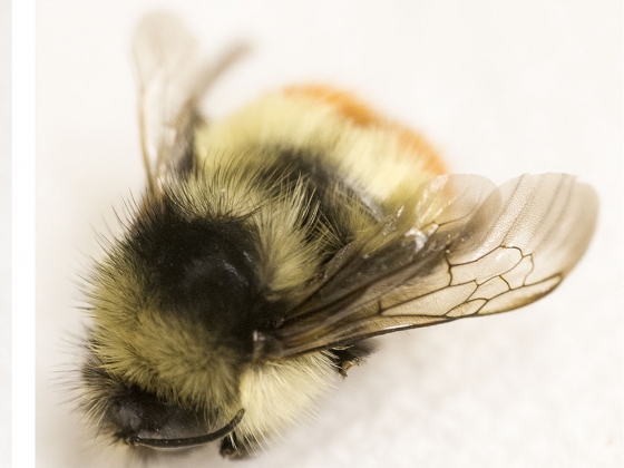 Montana bees get washed, fluffed and brushed for MSU researchers