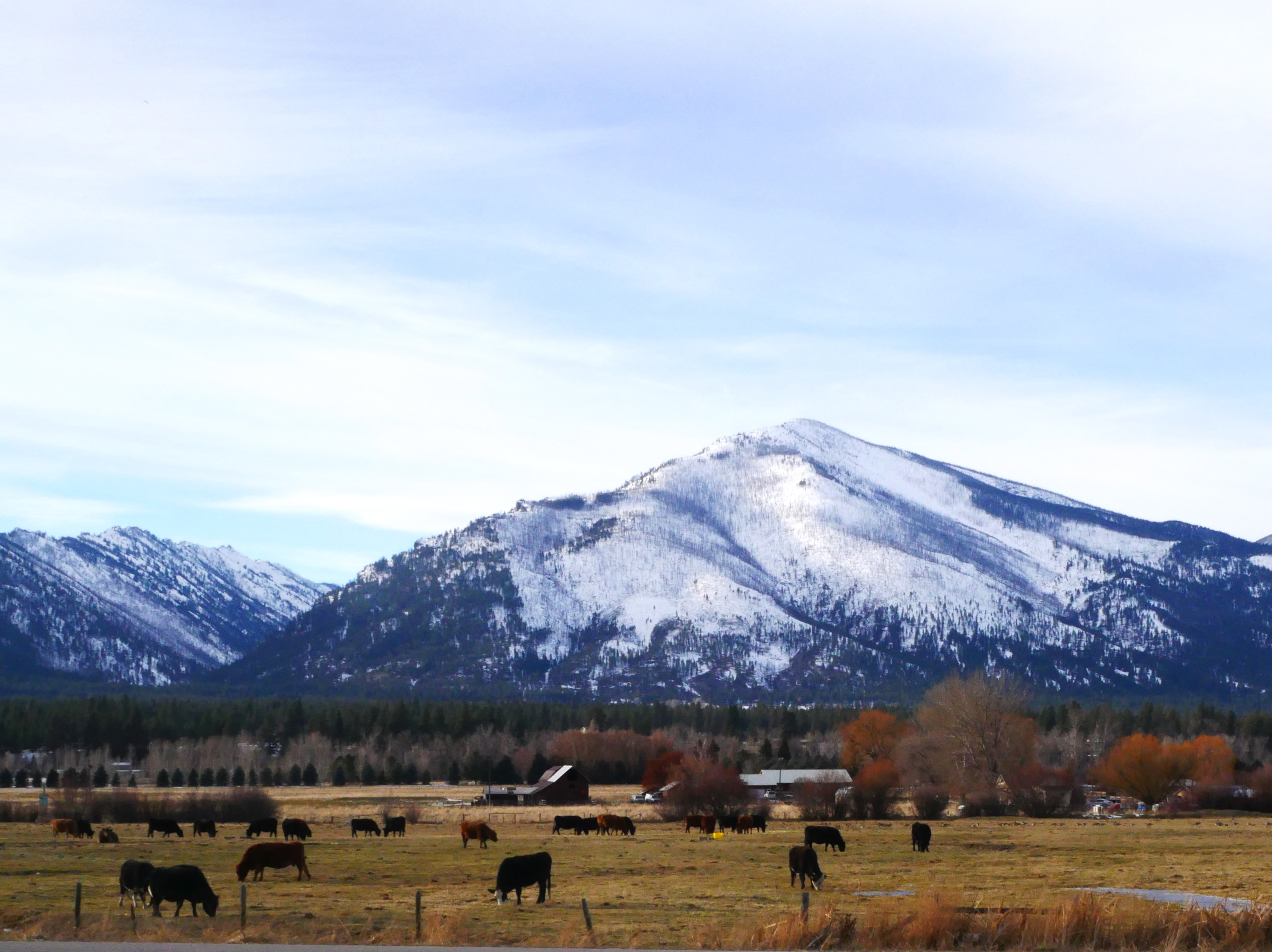 Bitteroot Mountains with cattle