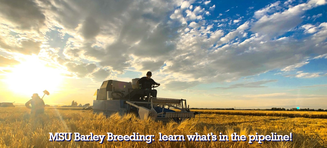 Barley breeding is a 10-12 year process, learn what our breeder has in the pipeline in our breeding section.