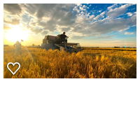 Joe on the combine