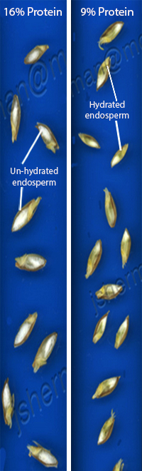 barley endosperm hydration in relation to protein