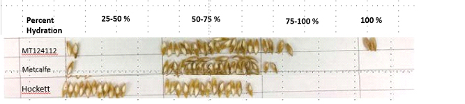 Percent hydration after 48 hours steep for the released line (MT124112) Buzz, Metcalfe, and Hockett. MT124112 has the best hydration.