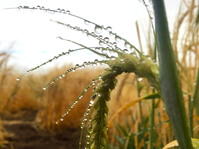 barley head with dew drops, growing in research plots