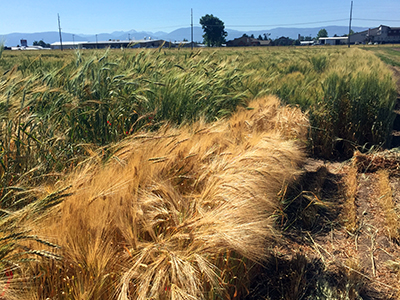 Winter barley field