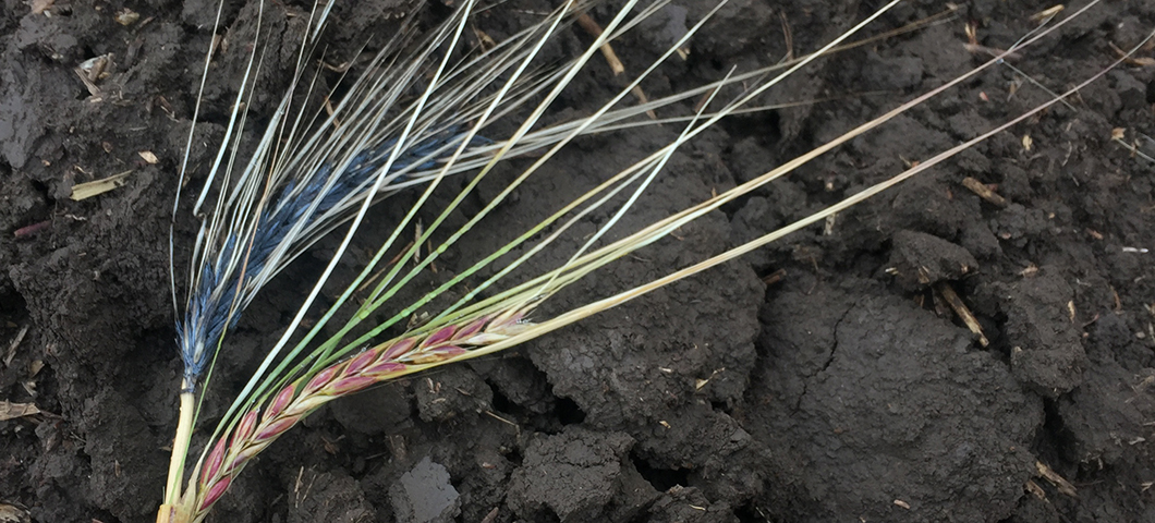 Barley heads on soil