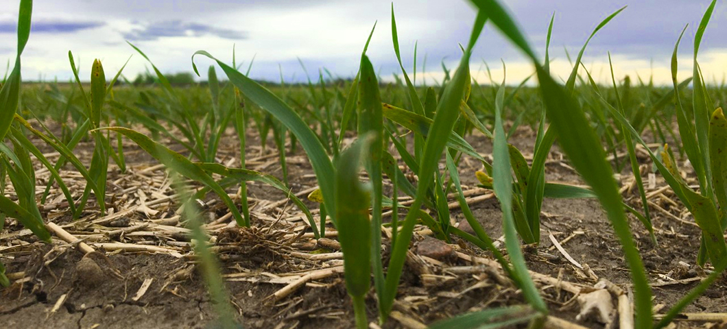 Buzz barley in the field