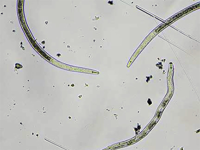 Plant Parasitic Nematodes