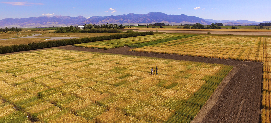 Fertility field trial