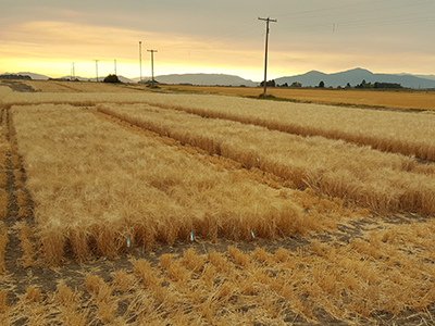 Barley research plots