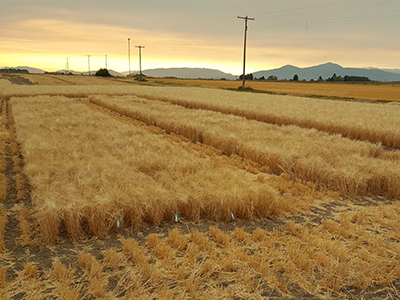 Fertility field trial