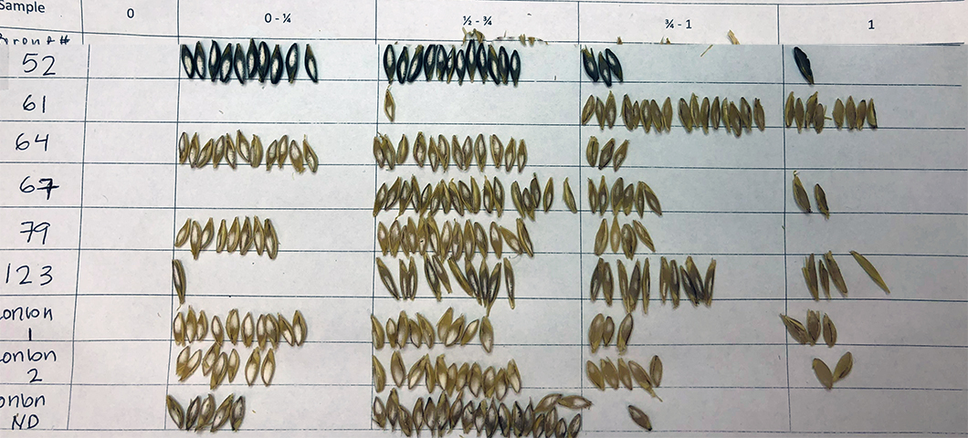 Chapon test performed on varied barley lines