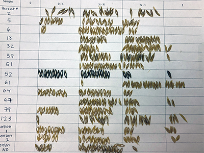 Chapon test performed on varied barley lines