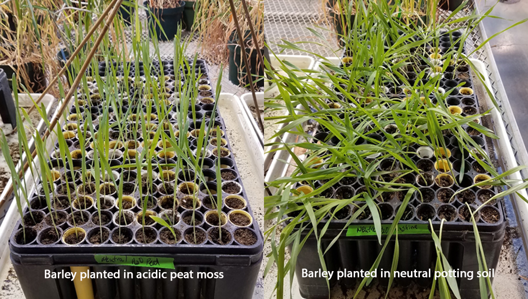 Barley grown in acid and neutral media