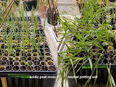 Barley grown in acid and neutral media