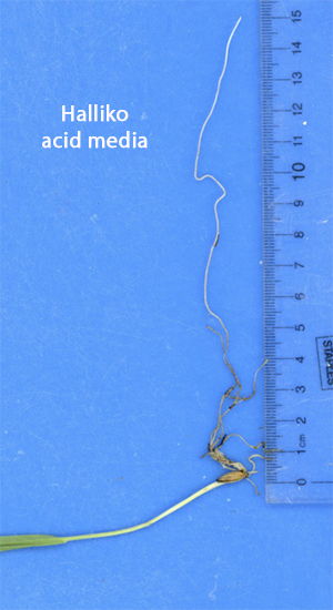 Halliko grown in acid media