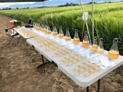 table showing diffrently hydratated malts and how they have dormancy so that they will meet both growers and maltsters needs.