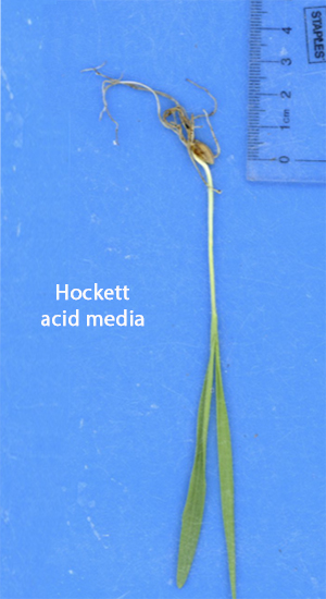 Hockett grown in acid media