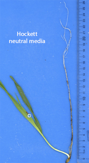 Hockett grown in neutral media