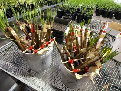 Barley stalks in seperated testing individual stems