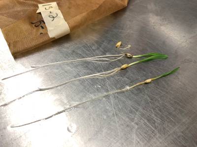 seedlings to be measured for acid tolerance