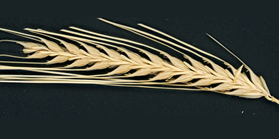2 row barley head