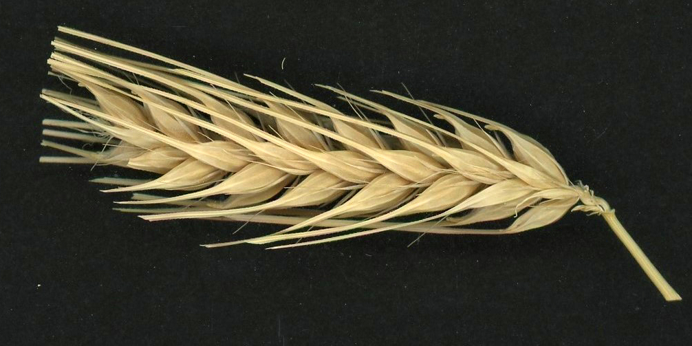 6 row barley head
