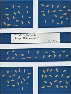 barley NAM family seeds