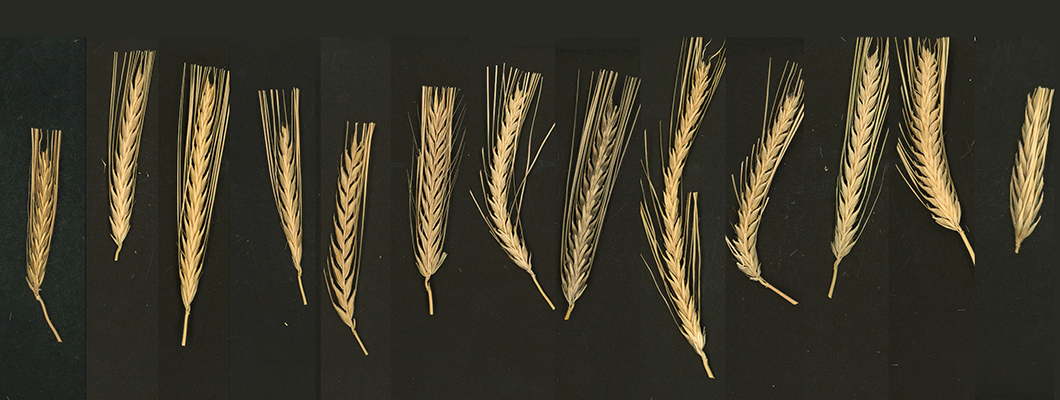 barley NAM parental head morphology