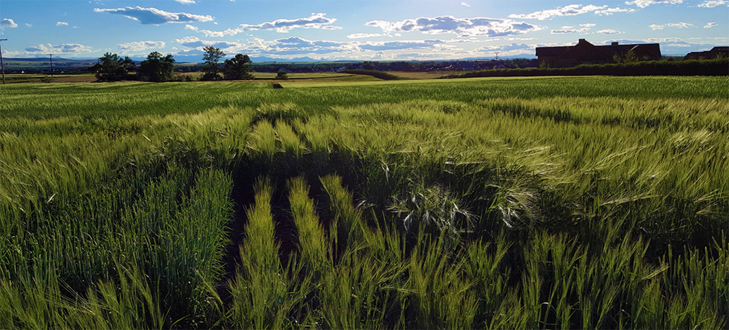 Forage field plots