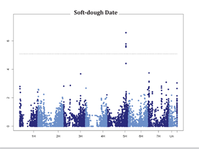2016 forage soft dough data