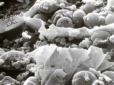 barley SEM cell wall