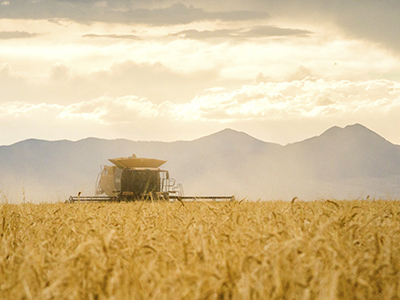 MT barley ag - barley being harvested