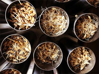 malt in kiln tubes