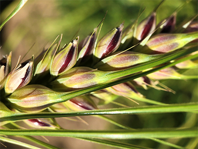 purble barley grains on a 6-row head