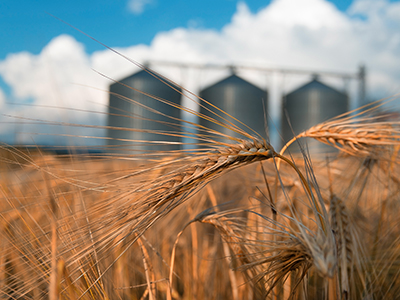 grain silos with barley