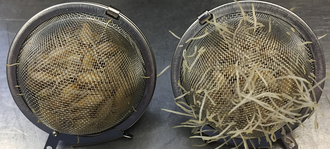 malt germinating in pico scale loose leaf teaball cages