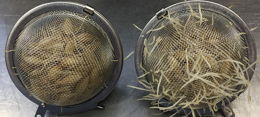 Loose leaf tea balls with germinating barley in them