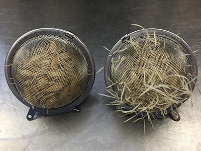 tea balls with germinating grain