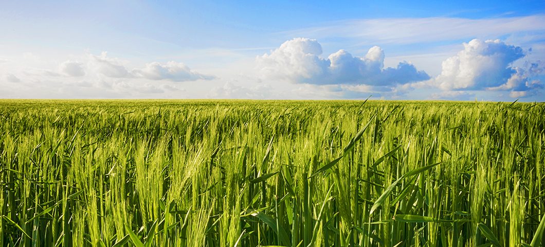 barley field