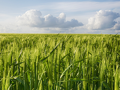 barley in the field