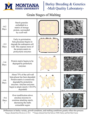 grain stages of malting