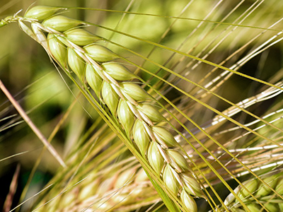 two row barley head