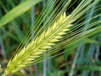 six row barley