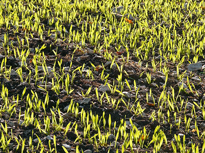 barley  germinating in the field