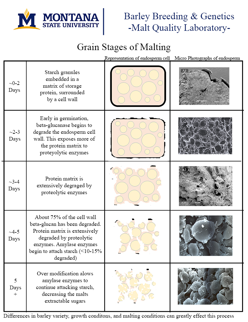 Picture and animation graphics depicting the stages grain transitions through as it changes from barley to malt